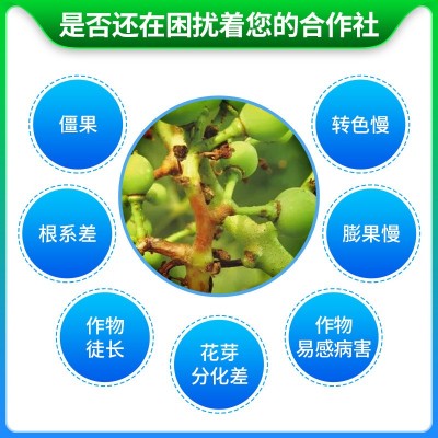 亚磷酸钾原液农业果蔬高磷高钾冲施肥保果亚磷酸钾水溶肥叶面肥图4