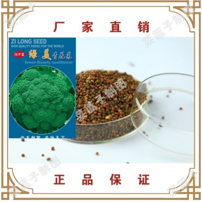 子龙种业 青花菜500克直售批零蔬菜种子图3