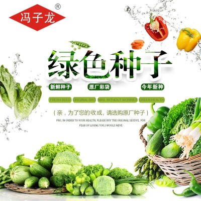 蔬菜种子厂家冯子龙直售批零基地大棚 广东无班厚肉甜脆油麦菜278图5
