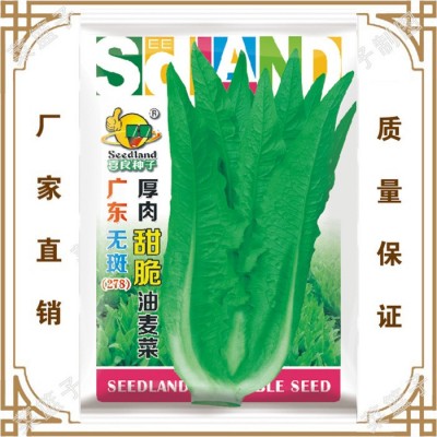 蔬菜种子厂家冯子龙直售批零基地大棚 广东无班厚肉甜脆油麦菜278
