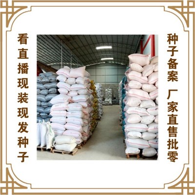 蔬菜种子厂家冯子龙直售批零基地大棚 广东无班厚肉甜脆油麦菜278图4