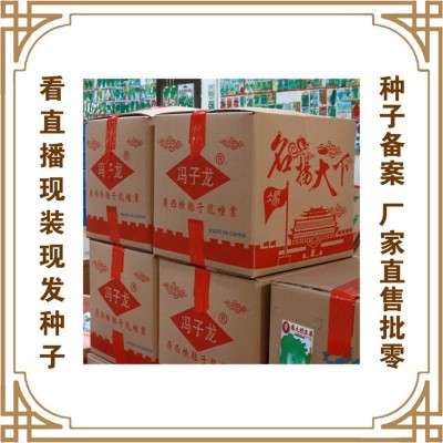大种扁哈甜芥菜 冯子龙厂家直售批零大田基地大棚四季种植图5