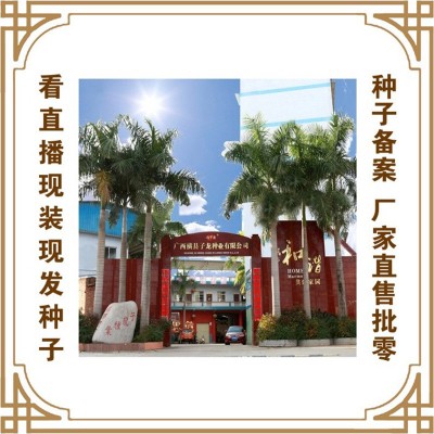 大种扁哈甜芥菜 冯子龙厂家直售批零大田基地大棚四季种植图4