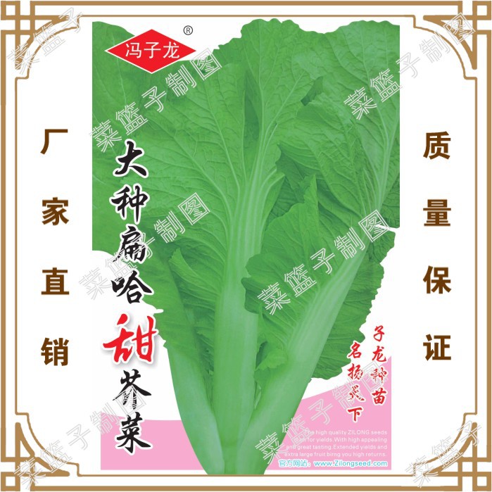 大种扁哈甜芥菜4