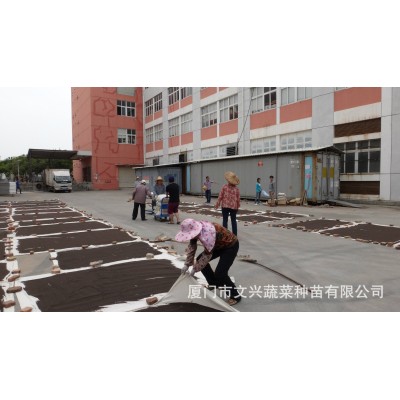 高山宝85天送花菜种子花菜种子高产厂家直销2000粒抗病性好种苗图5