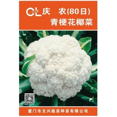 庆农80天中晚生耐寒抗病性强台湾种子文兴种苗实力源头厂家