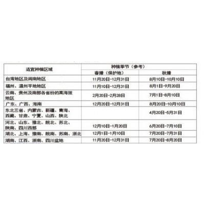 庆农80天中晚生耐寒抗病性强台湾种子文兴种苗实力源头厂家图4