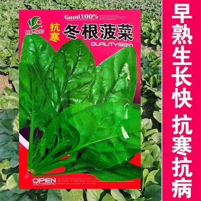 抗寒冻根菠菜种子 国产蔬菜吉林耐寒越冬菠采东北秋波菜 春天发芽图3
