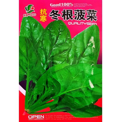 抗寒冻根菠菜种子 国产蔬菜吉林耐寒越冬菠采东北秋波菜 春天发芽图5