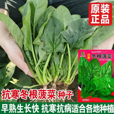 抗寒冻根菠菜种子 国产蔬菜吉林耐寒越冬菠采东北秋波菜 春天发芽图2