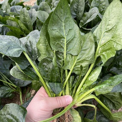 抗寒冻根菠菜种子 国产蔬菜吉林耐寒越冬菠采东北秋波菜 春天发芽图4