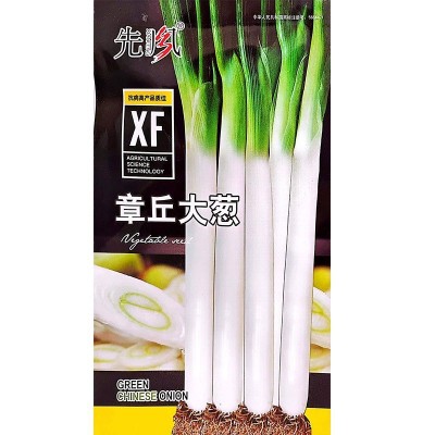 山东章丘大葱种子种籽孑苗子苗秧四季葱子葱苗带根香葱秧苗葱根苗图4