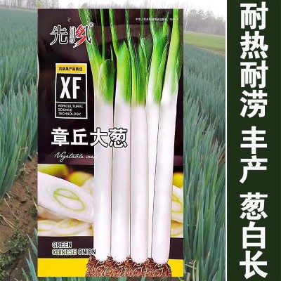山东章丘大葱种子种籽孑苗子苗秧四季葱子葱苗带根香葱秧苗葱根苗图2