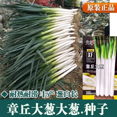 山东章丘大葱种子种籽孑苗子苗秧四季葱子葱苗带根香葱秧苗葱根苗图5
