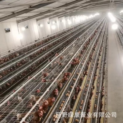 新鲜鸡蛋粉壳鸡蛋五谷物粮食喂养整箱鸡蛋批发量大从优山东养殖场图3