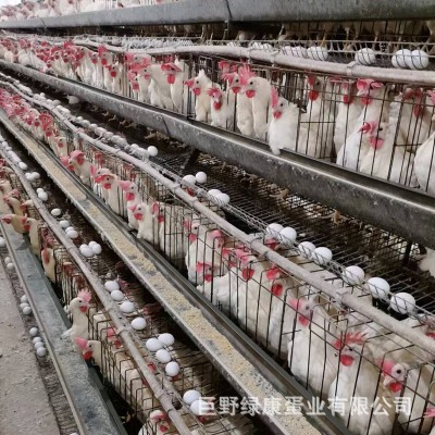 新鲜鸡蛋粉壳鸡蛋五谷物粮食喂养整箱鸡蛋批发量大从优山东养殖场图4