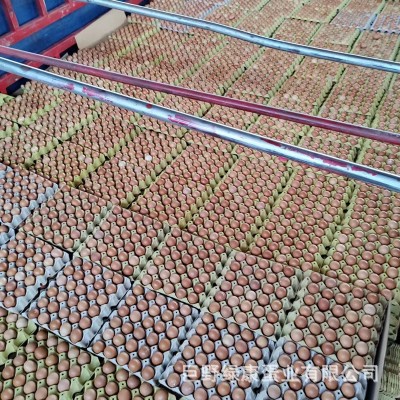 新鲜鸡蛋红壳鸡蛋五谷物粮食喂养整箱厂家批发鸡蛋批发量大从优图3