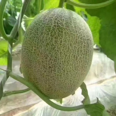 包邮款新疆西州密哈密瓜 新鲜哈密瓜网纹瓜沙漠蜜瓜 哈密瓜批发图2