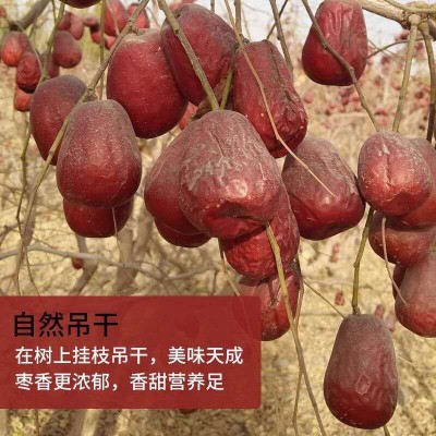 精选和田大枣500g肉厚饱满新疆红枣散装批发干果特产零 食一件代发图3