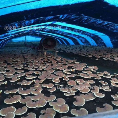产地货源长白山灵芝孢子粉批发 赤灵芝头道孢子粉250g瓶装批发图3