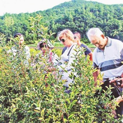 大量供应速冻蓝靛果 工厂批发蓝莓速冻果 蓝靛果干图3
