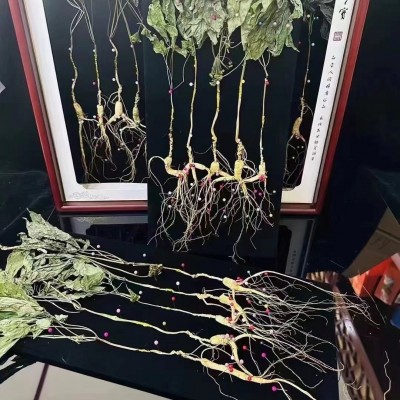 长白山特产林下参带叶礼盒高年份老山参东北特产礼品盒伴手礼图3
