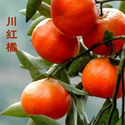10年正宗川陈皮干四川大红袍陈皮川红橘皮陈皮非新会陈皮丝250g