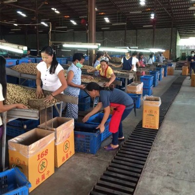 原产地龙眼干6A 5A 4A 3A 核小肉厚桂圆 厂家特价散装整箱批图3