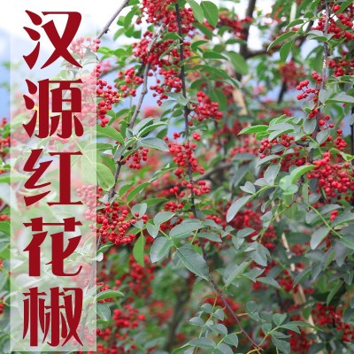 四川汉源大红袍花椒干花椒 红花椒粒花椒粉食用农家青麻椒图4