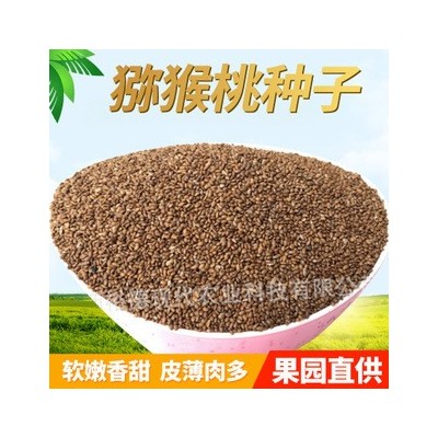 陕西周至奇异果树种子猕猴桃籽批发食品级