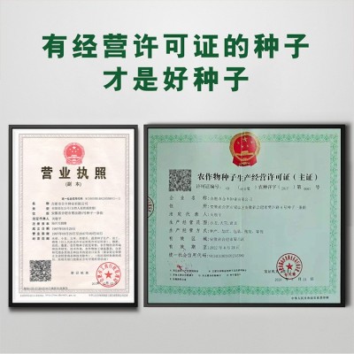 春白玉萝卜种子春不老白萝卜种籽大田种植罗卜种孑蔬菜籽厂家批发图4