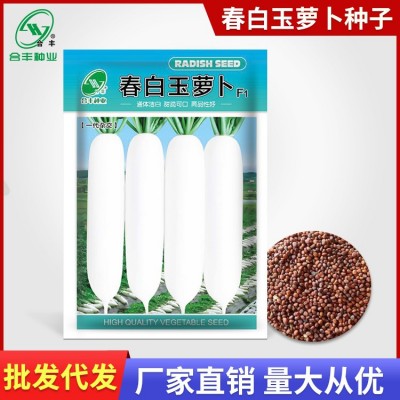 春白玉萝卜种子春不老白萝卜种籽大田种植罗卜种孑蔬菜籽厂家批发