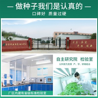 春白玉萝卜种子春不老白萝卜种籽大田种植罗卜种孑蔬菜籽厂家批发图3