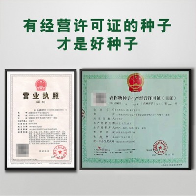 脆青水果萝卜种子40g山东潍坊大田沙窝萝卜种籽夏季抗热罗卜籽种图2