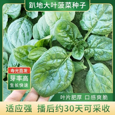 趴地菠菜种子秋冬季耐寒籽种越冬大叶波菜种籽菜籽菜种农家蔬菜孑图3