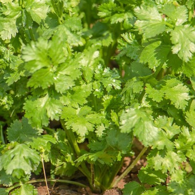 农家小叶香菜种子四季阳台盆栽蔬菜种籽孑菜籽菜种老品种香菜籽图3