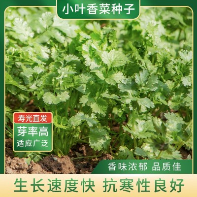 农家小叶香菜种子四季阳台盆栽蔬菜种籽孑菜籽菜种老品种香菜籽图2