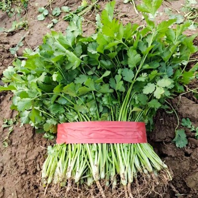 农家小叶香菜种子四季阳台盆栽蔬菜种籽孑菜籽菜种老品种香菜籽