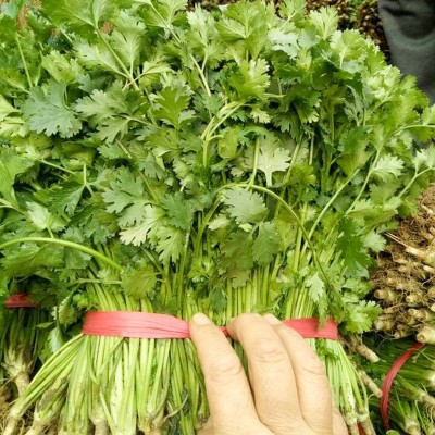 农家小叶香菜种子四季阳台盆栽蔬菜种籽孑菜籽菜种老品种香菜籽图4