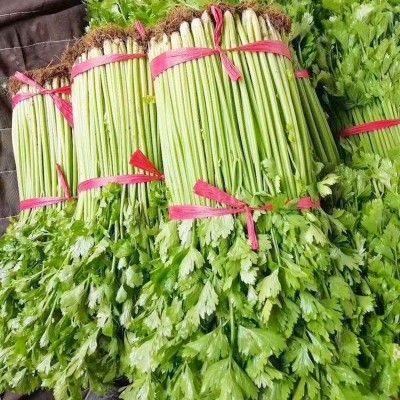小香芹种子种籽四季阳台庭院盆栽抗病高产春季秋季菜籽农家蔬菜孑图2