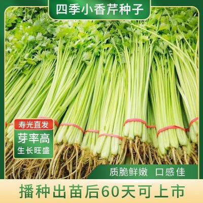 小香芹种子种籽四季阳台庭院盆栽抗病高产春季秋季菜籽农家蔬菜孑