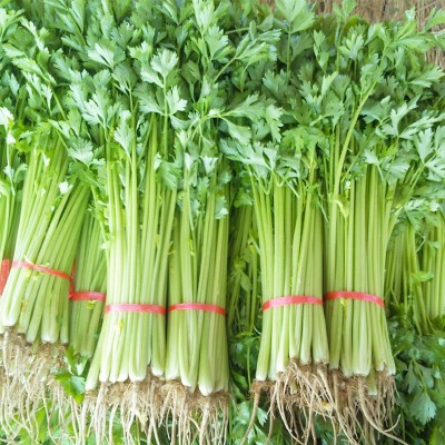 小香芹种子种籽四季阳台庭院盆栽抗病高产春季秋季菜籽农家蔬菜孑图3