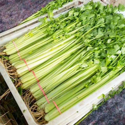 小香芹种子种籽四季阳台庭院盆栽抗病高产春季秋季菜籽农家蔬菜孑图5