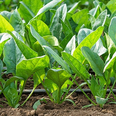 大叶菠菜种子肉菠菜种籽四季秋冬季南方菜籽种阳台盆栽农家蔬菜孑图2