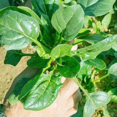 大叶菠菜种子肉菠菜种籽四季秋冬季南方菜籽种阳台盆栽农家蔬菜孑图4
