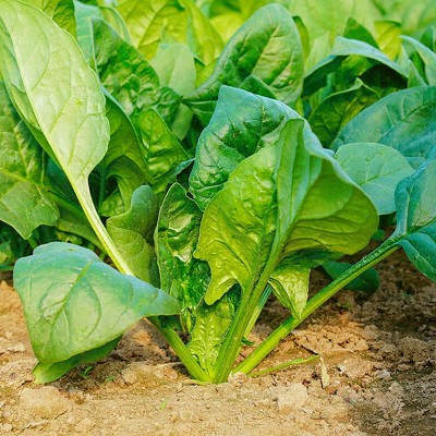 大叶菠菜种子肉菠菜种籽四季秋冬季南方菜籽种阳台盆栽农家蔬菜孑图3