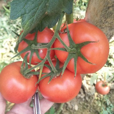 中科茂华蔬菜种子黛安娜番茄种子粉红色果型美观耐裂果100粒图2
