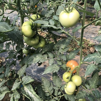 中科茂华蔬菜种子黛安娜番茄种子粉红色果型美观耐裂果100粒图5