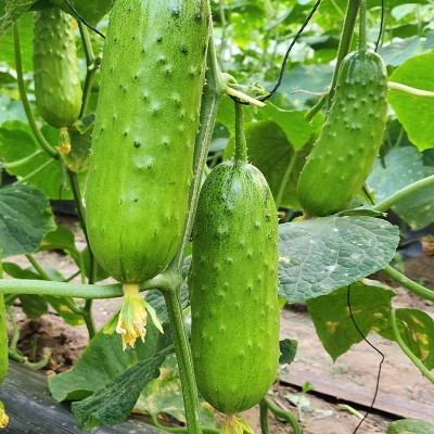 中科茂华中科翡翠杂交黄瓜种子大刺溜旱黄瓜种籽全雌节节有瓜图2