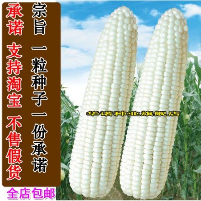 黏玉米苞米白糯玉米种子京科糯2000糯玉米籽 燕禾金甜糯玉米种子